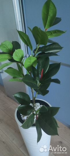 Искусственный фикус (ботаническая копия)