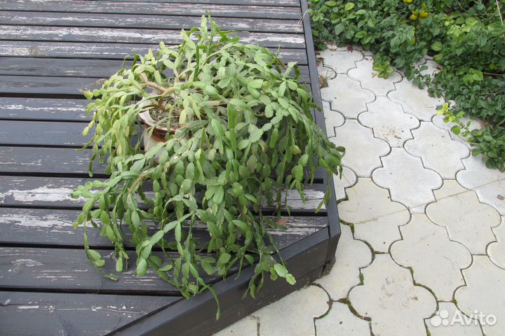 Зигокактус