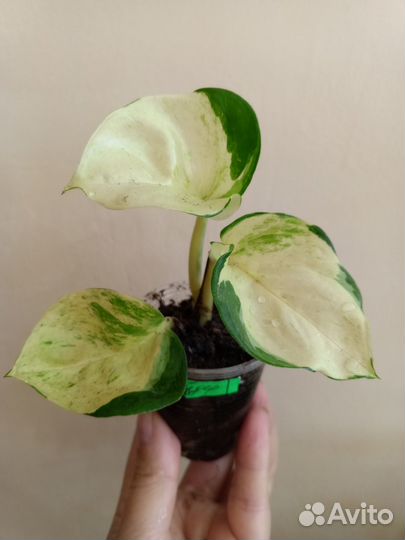 Эпипремнум марбл apple