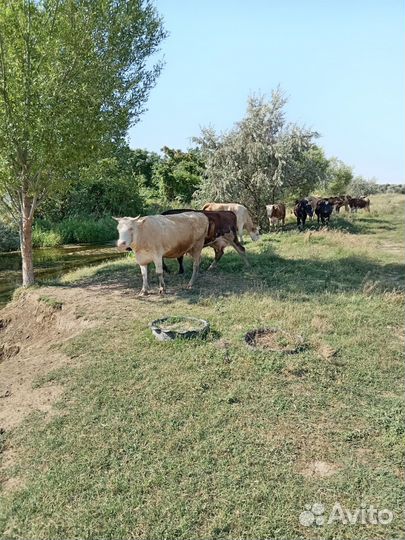 Коровы дойные