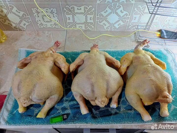 Цыплята суточные