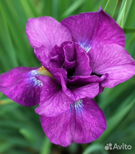 Ирис сибирский