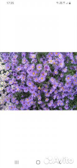 Цветы садовые.Примула,ландыш,сентябрины