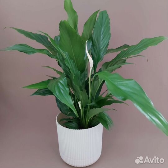 Спатифиллум Доставка растений Тюмень