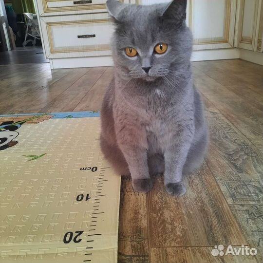 Британская