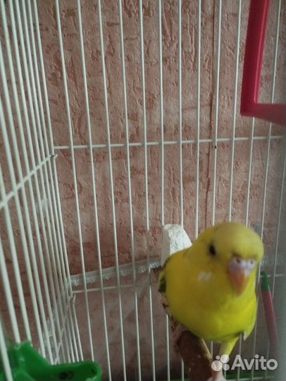 Волнистый попугай с клеткой