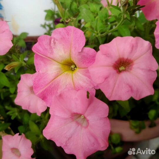 Петуния Аморе Мио,Калиффо и Джоконда