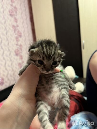 Британская кошка