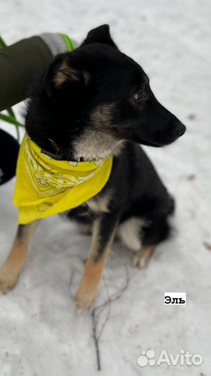 Щенуля в поиске дома и любящей семьи