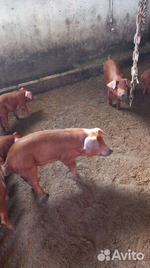 Поросята Дюрок