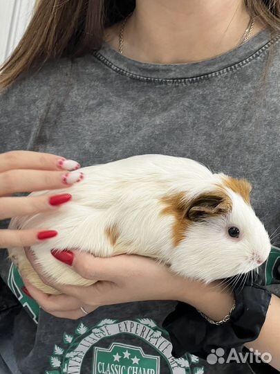 Морская свинка