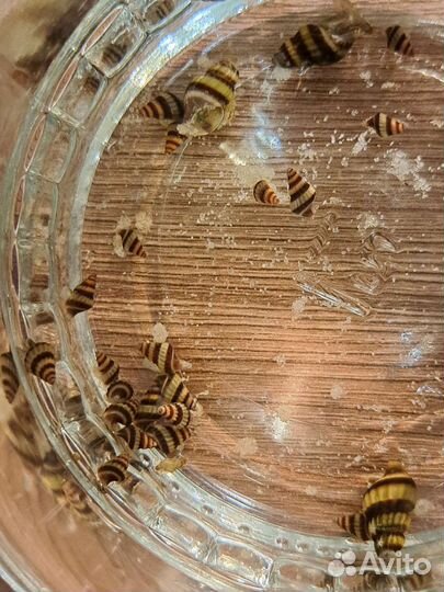 Улитки Хелена