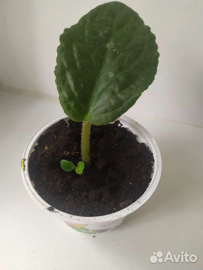 Листик с деткой фиалки Бой Быков