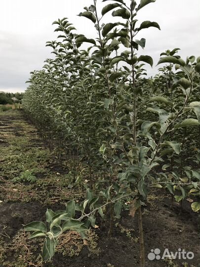 Саженцы плодовых деревьев (опт, розница)