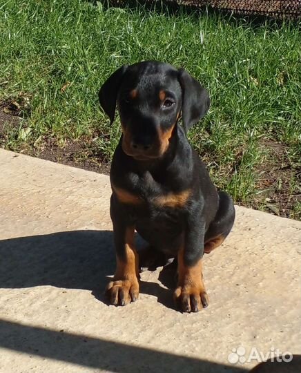 Щенки добермана