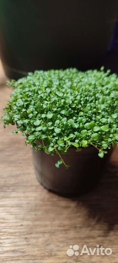 Сортовая Мята, пряные травы