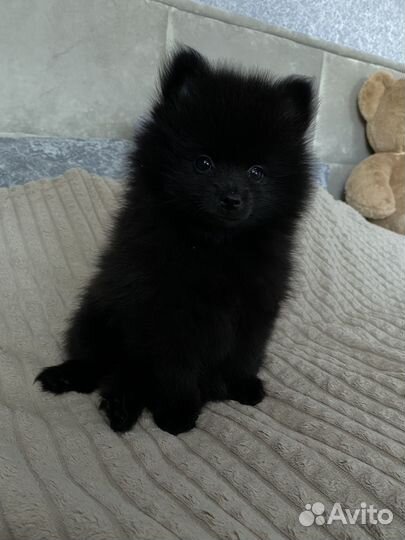 Щенки померанского шпица