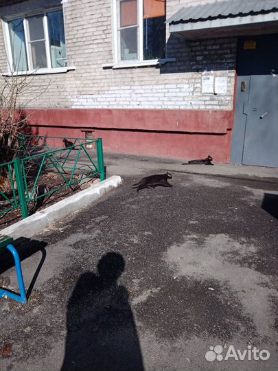 Одам в добрые руки котят