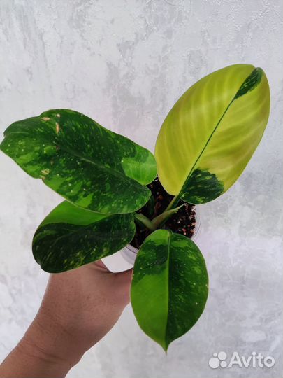 Филодендрон конго грин марбл