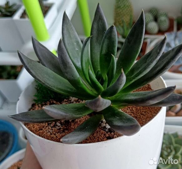 Суккуленты коллекционные