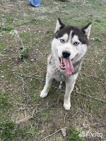 Сибирский хаски