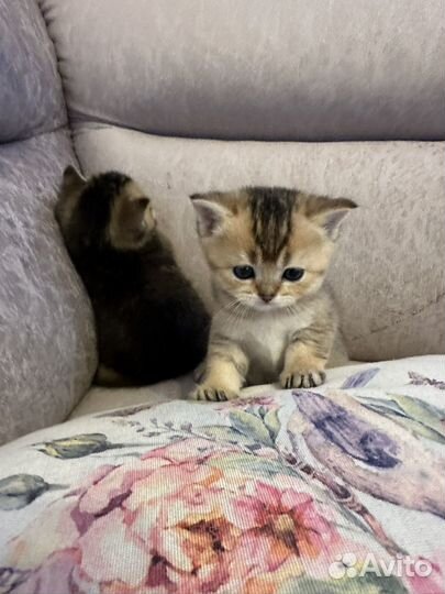 Британские котята