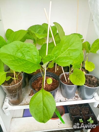 Баклажаны Сорт Алмаз