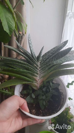 Растение Гастерия