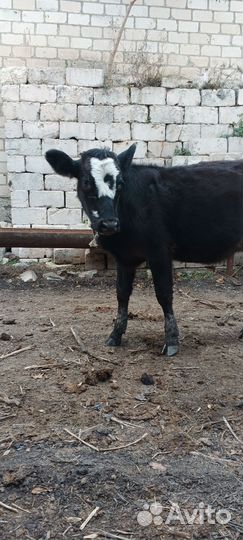 Корова телята и бычки