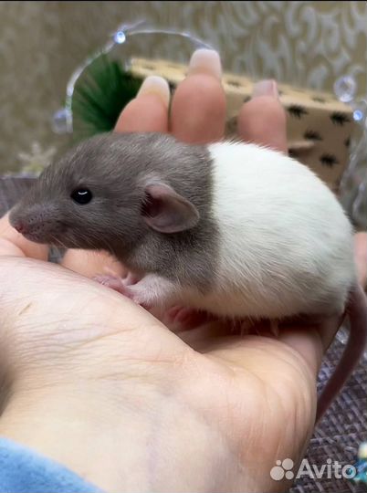 Крыса. Крысята, Дамбо крыса. Питомник