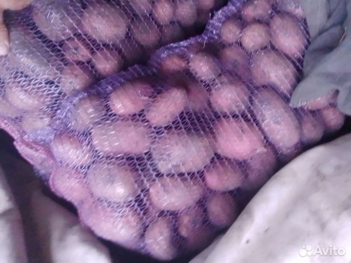 Продам картофель оптом