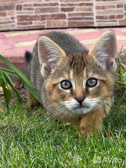 Чаузи ф1 девочка