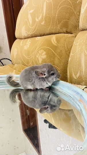 Шиншилла