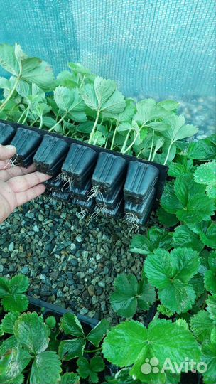 Рассада клубники