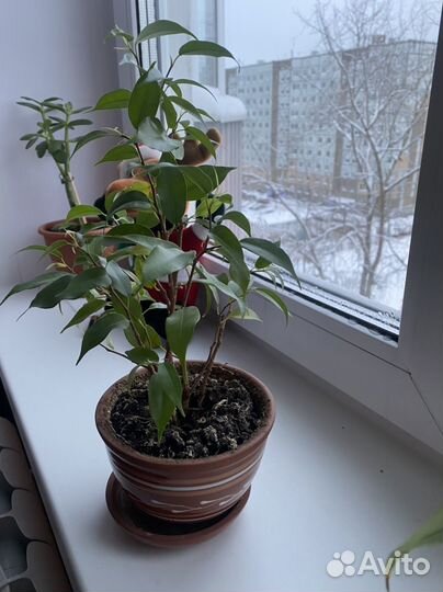 Фикус Наташа