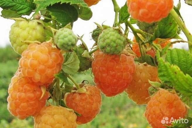 Саженцы красной и желтой вкусной малины