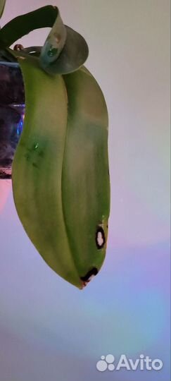 Орхидея фаленопсис