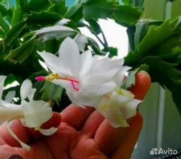 Декабрист алый и белый