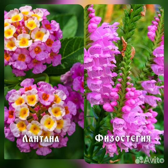 Бадан,Морозник,Седум,Флоксы,Физостегия