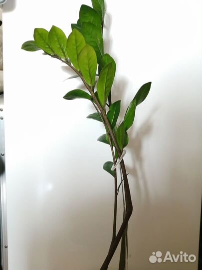 Комнатные растения цветы