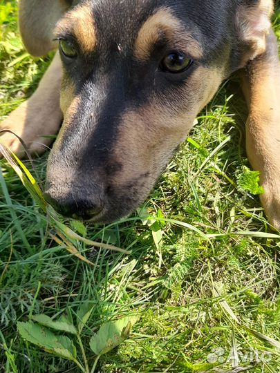 Щенок ищет новый дом