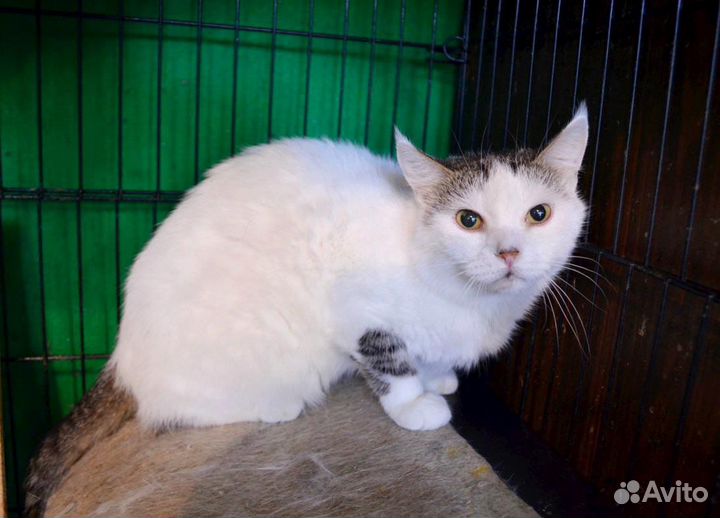 Кошка сиротка Букля два года не выходит из клетки