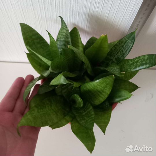 Сансевиерия