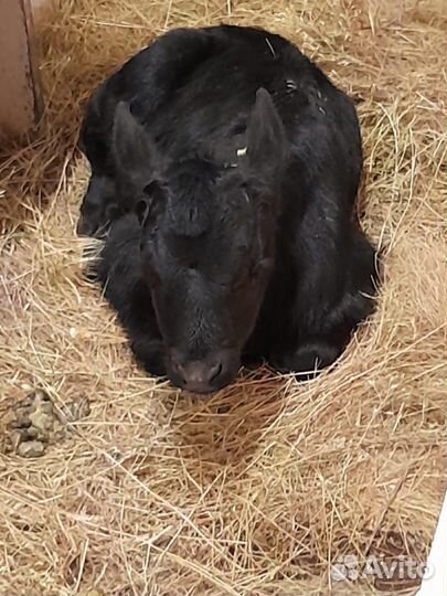 Телята бычки