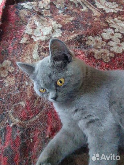 Кошка бесплатно