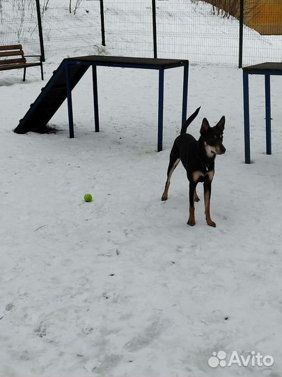 Выгульщик собак