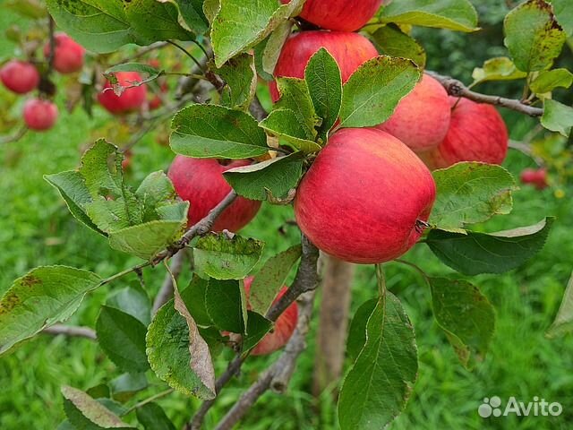 Саженцы яблони