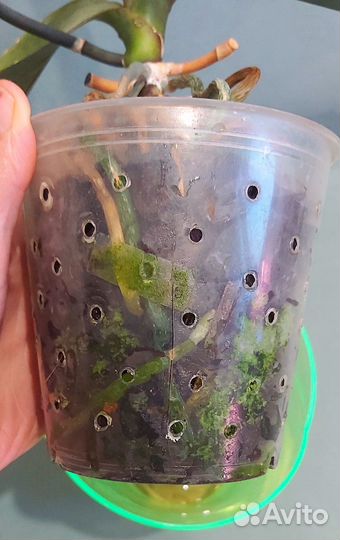 Цветущий фаленопсис Starlight 6