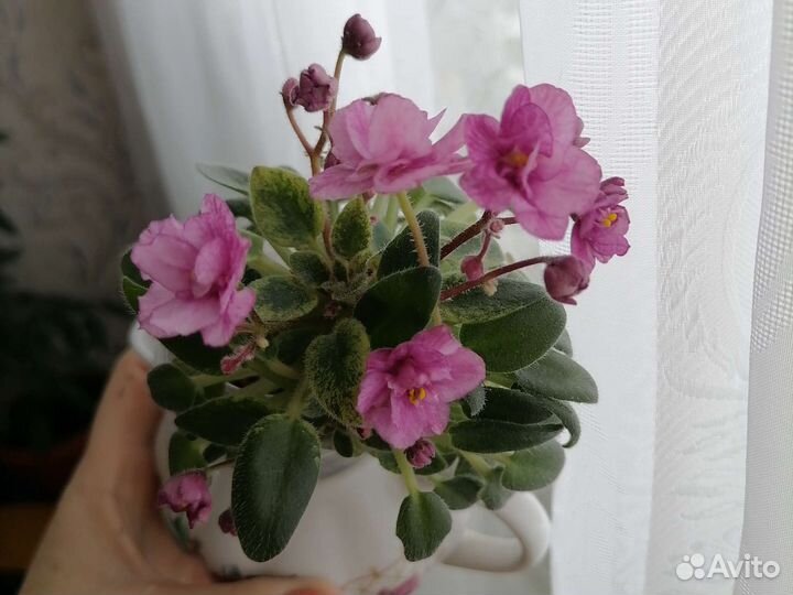 Мини фиалки