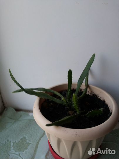 Комнатный цветок Эпифиллум филлантус